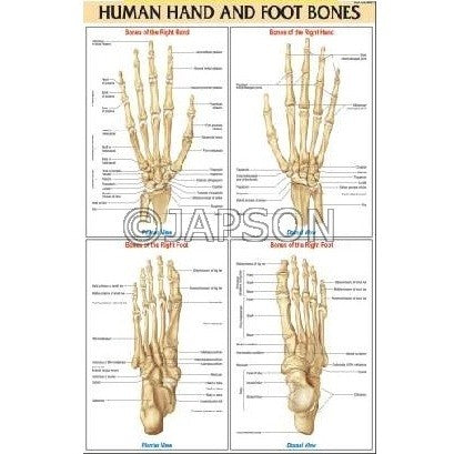Medical (Nursing) Charts-I, School Education Medical (Nursing) Charts-I, School Education